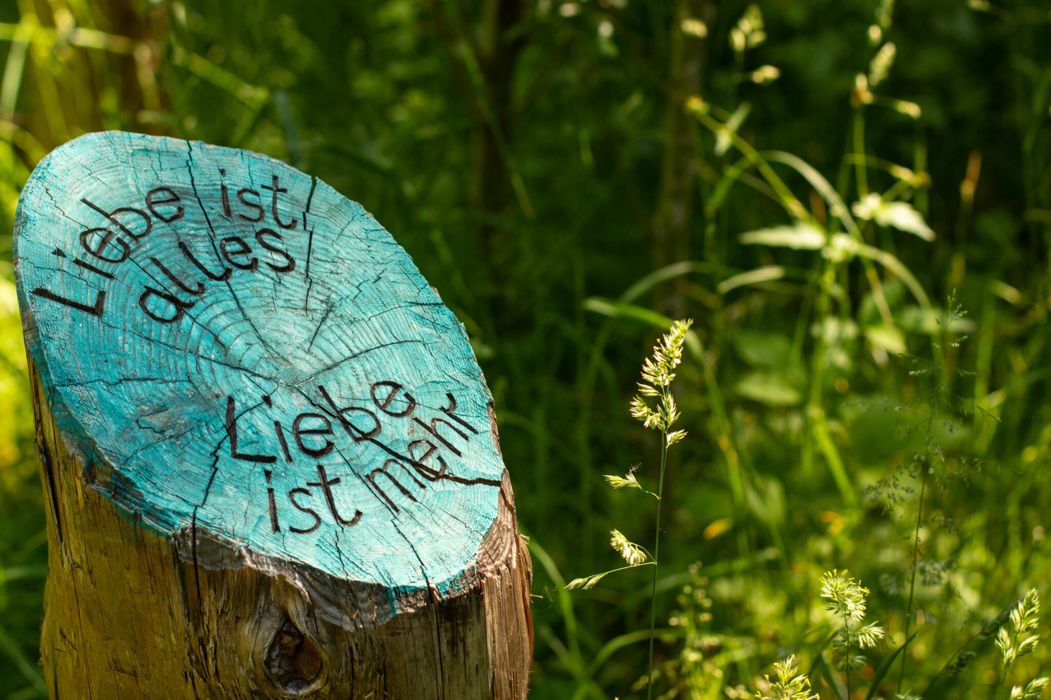 Tree stump with engraved love message in lush German forest setting.